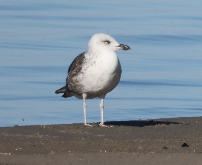 Lesser Black-backed Gull - ML642691856