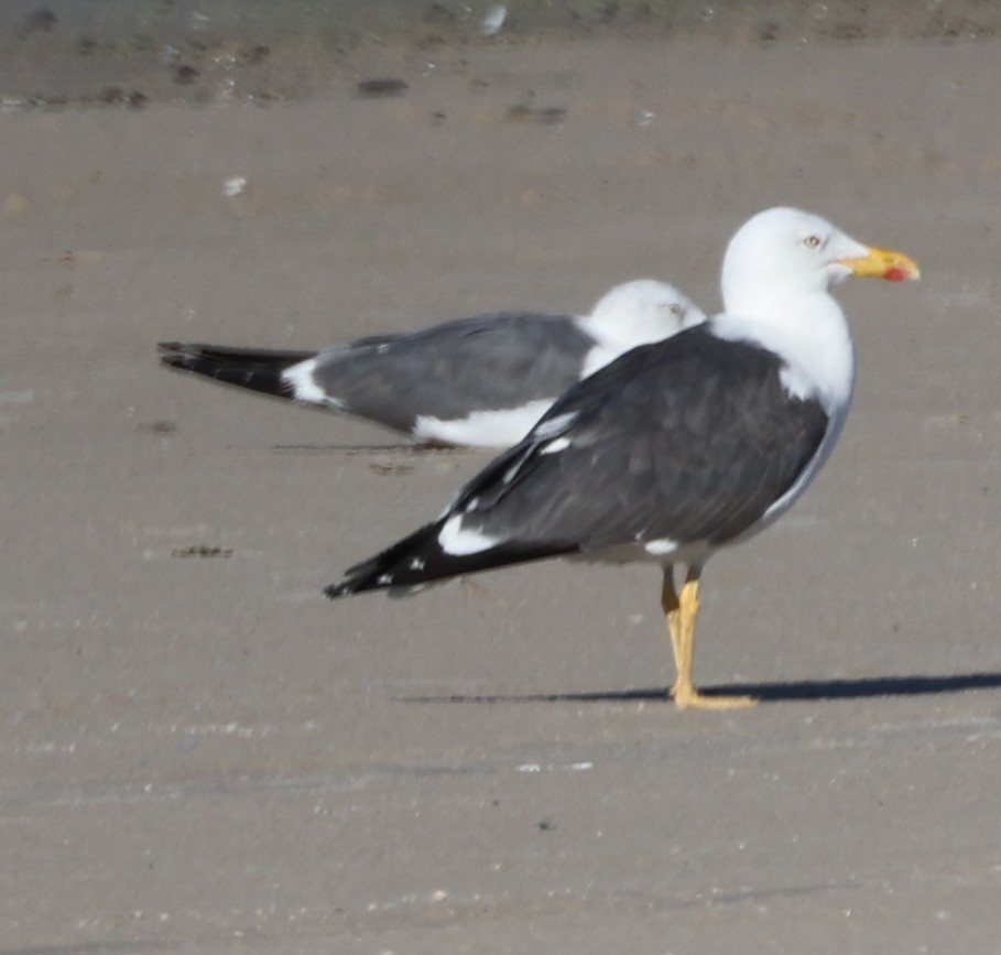 Lesser Black-backed Gull - ML642691857