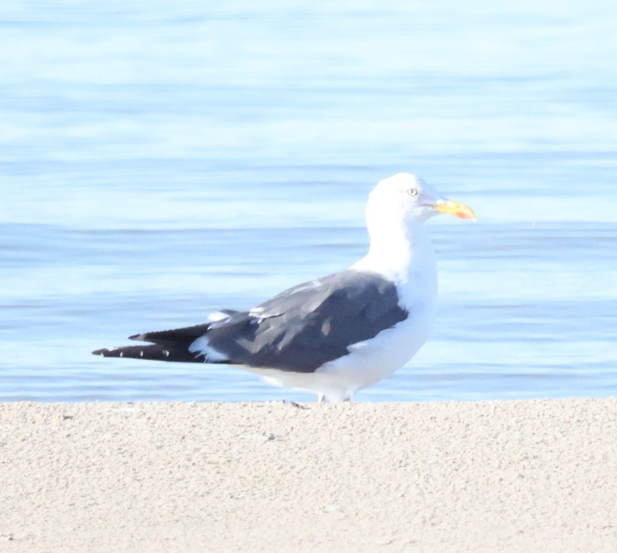 Lesser Black-backed Gull - ML642691858
