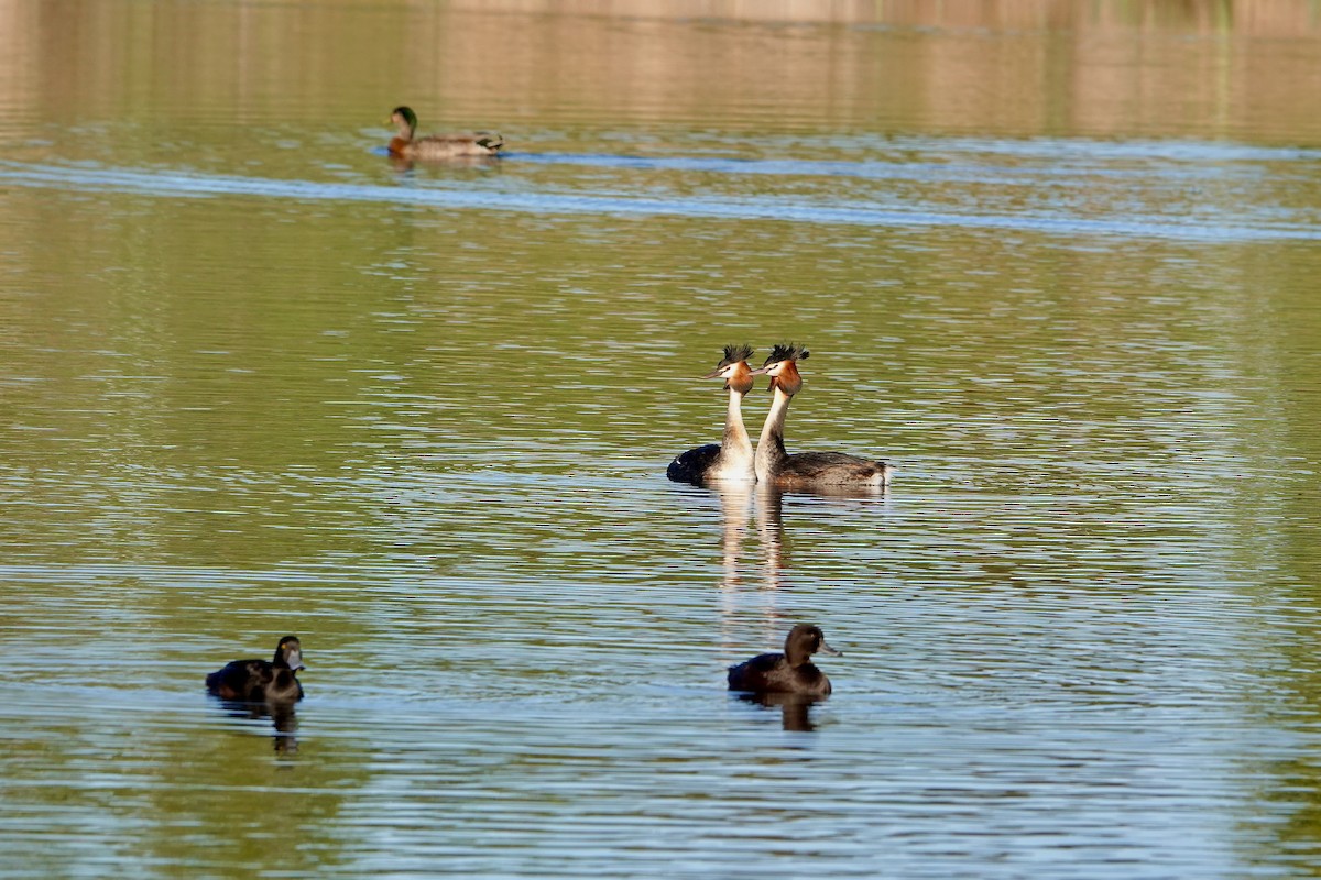 Great Crested Grebe - ML642691859