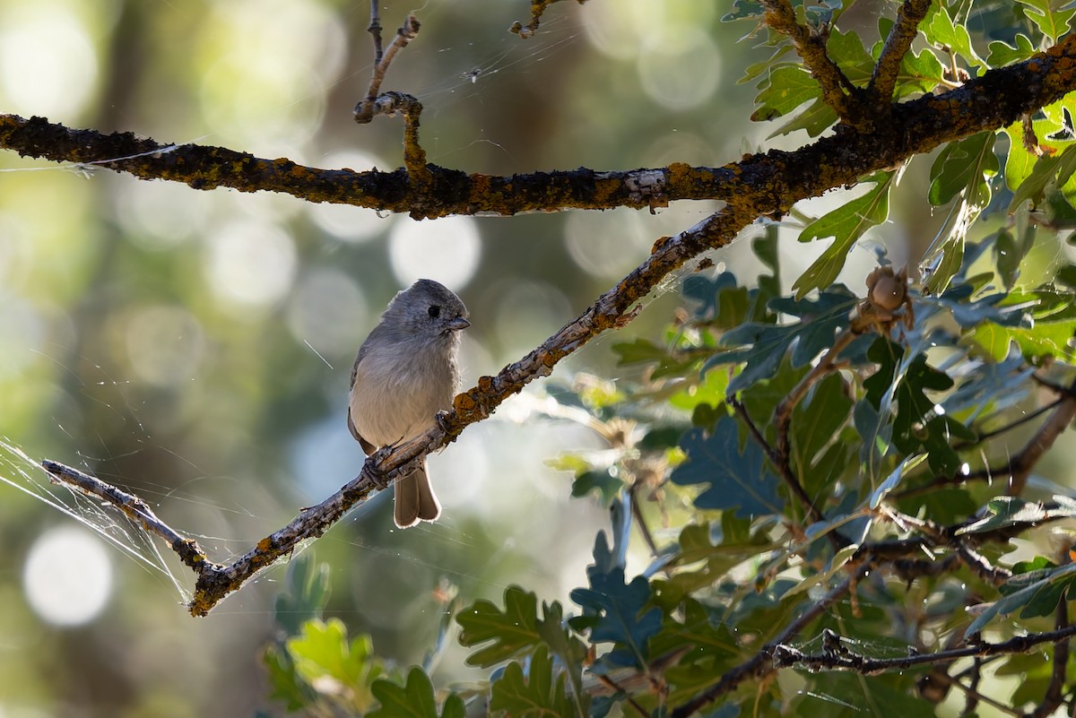 Oak Titmouse - ML642691860