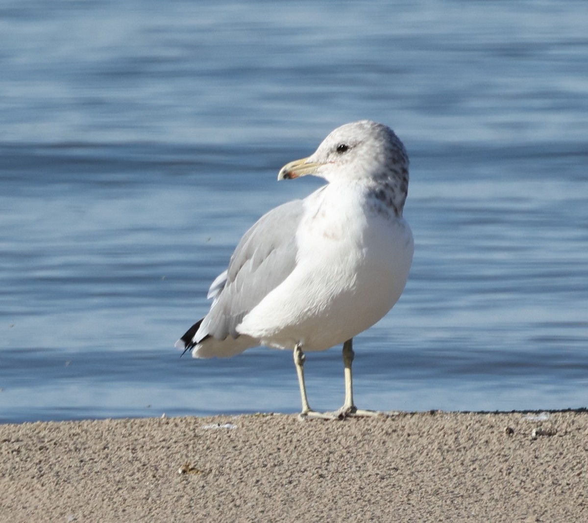 California Gull - ML642691865