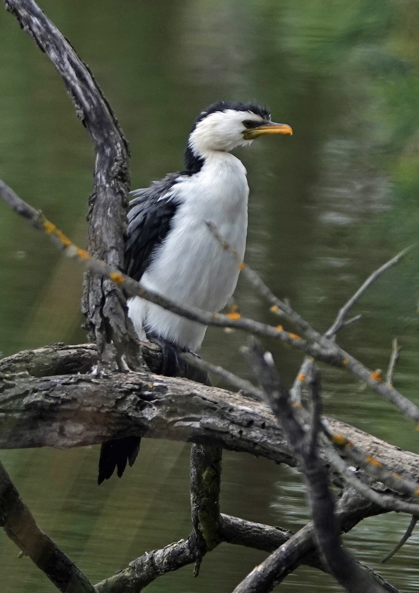 Little Pied Cormorant - ML642691866
