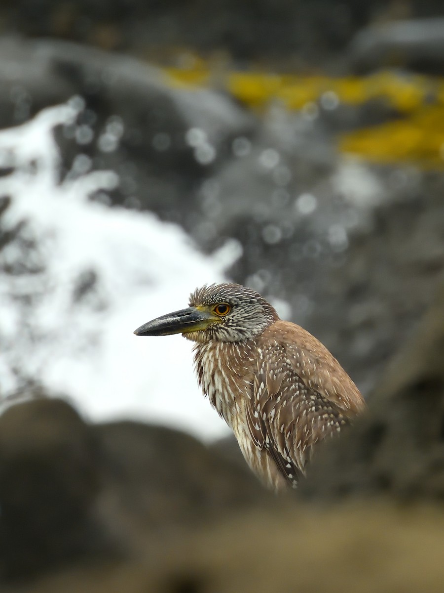 Yellow-crowned Night Heron - ML642691867