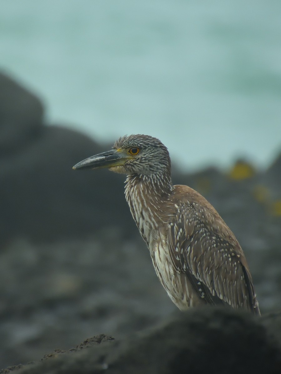 Yellow-crowned Night Heron - ML642691868