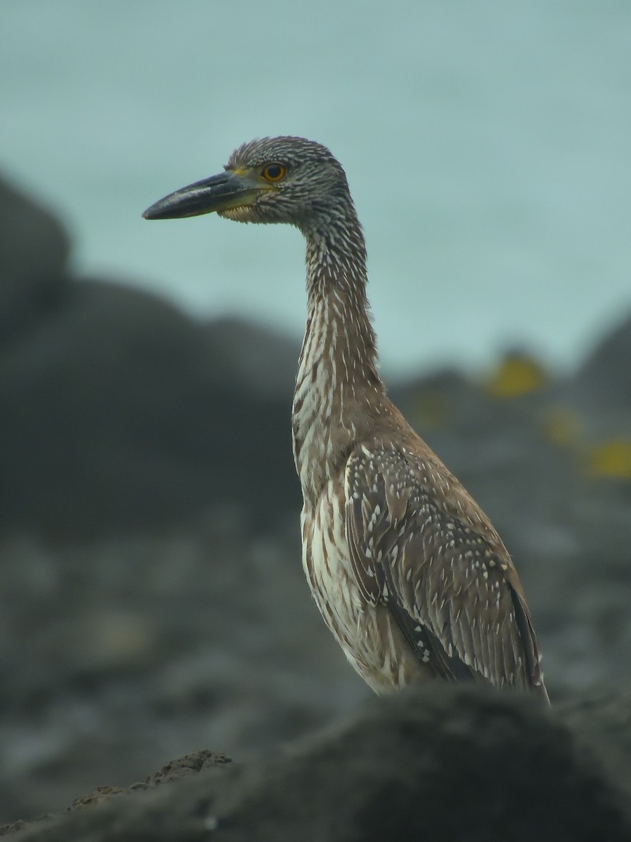 Yellow-crowned Night Heron - ML642691869