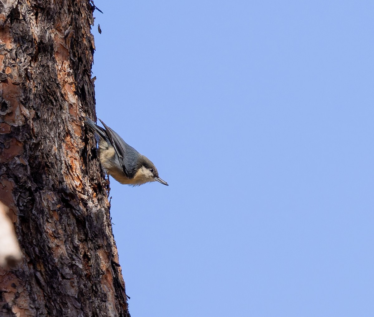 Pygmy Nuthatch - ML642691871