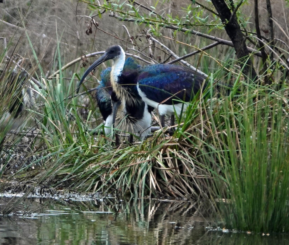 Straw-necked Ibis - ML642691872