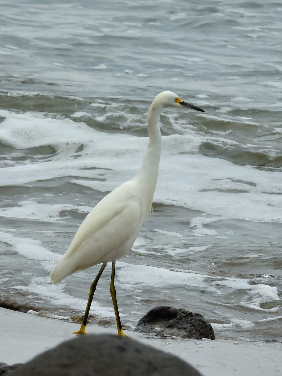 Snowy Egret - ML642691873