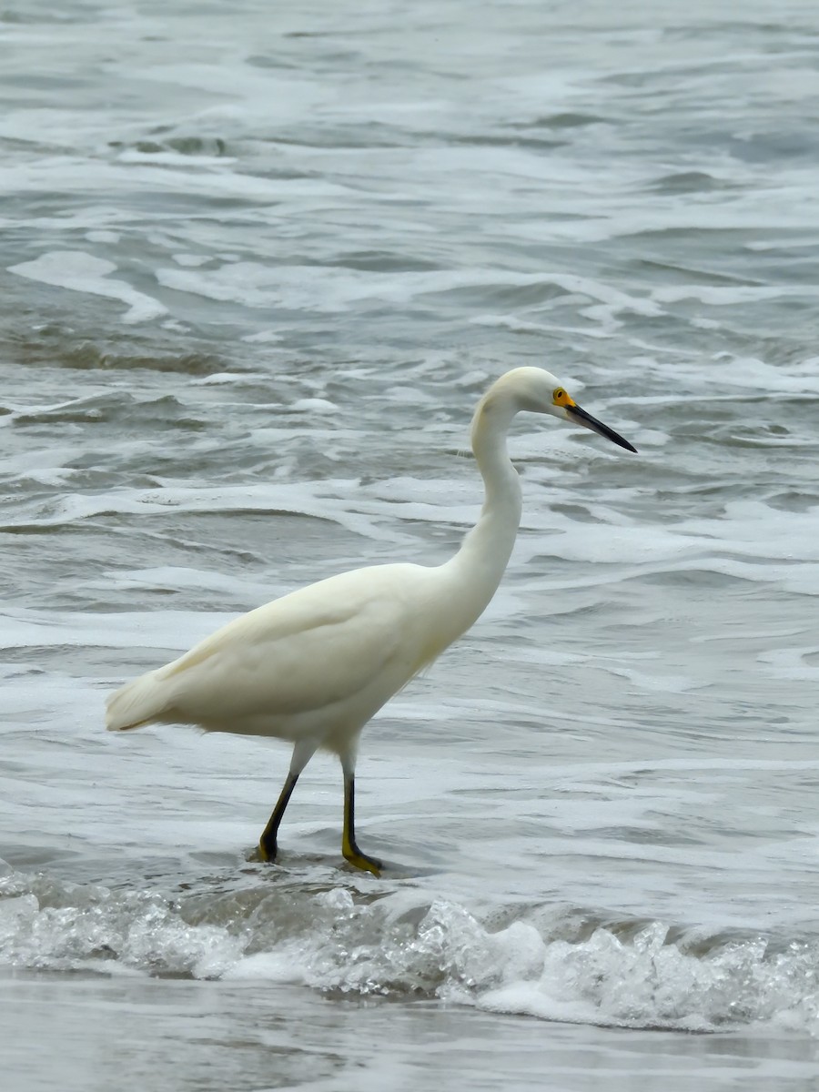 Snowy Egret - ML642691874