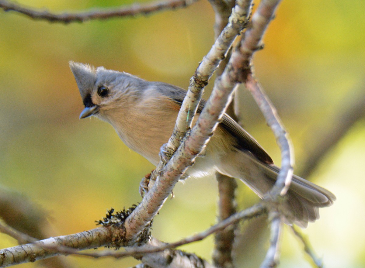 Tufted Titmouse - ML642691878