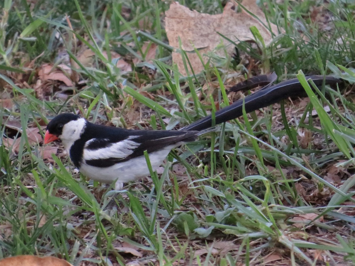 Pin-tailed Whydah - ML642691879