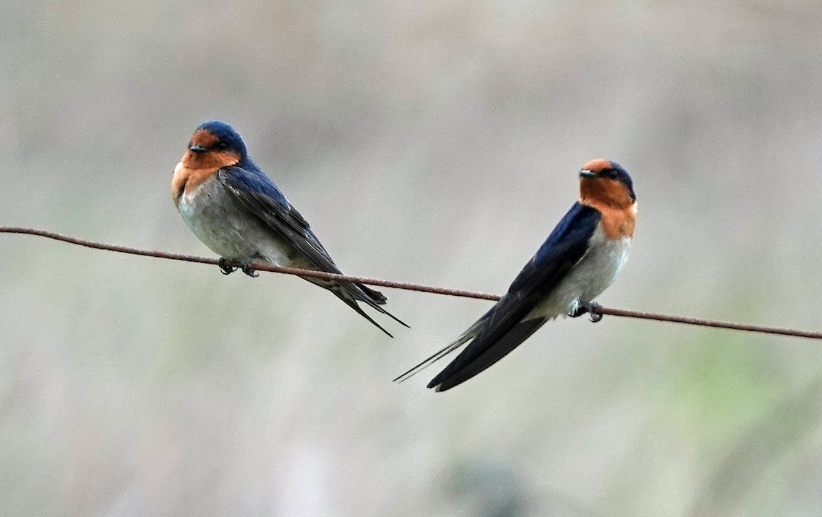 Welcome Swallow - ML642691881
