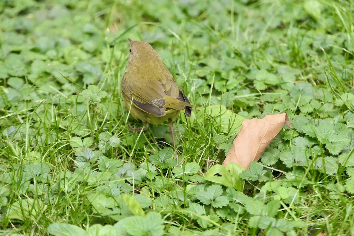 Connecticut Warbler - ML642691883