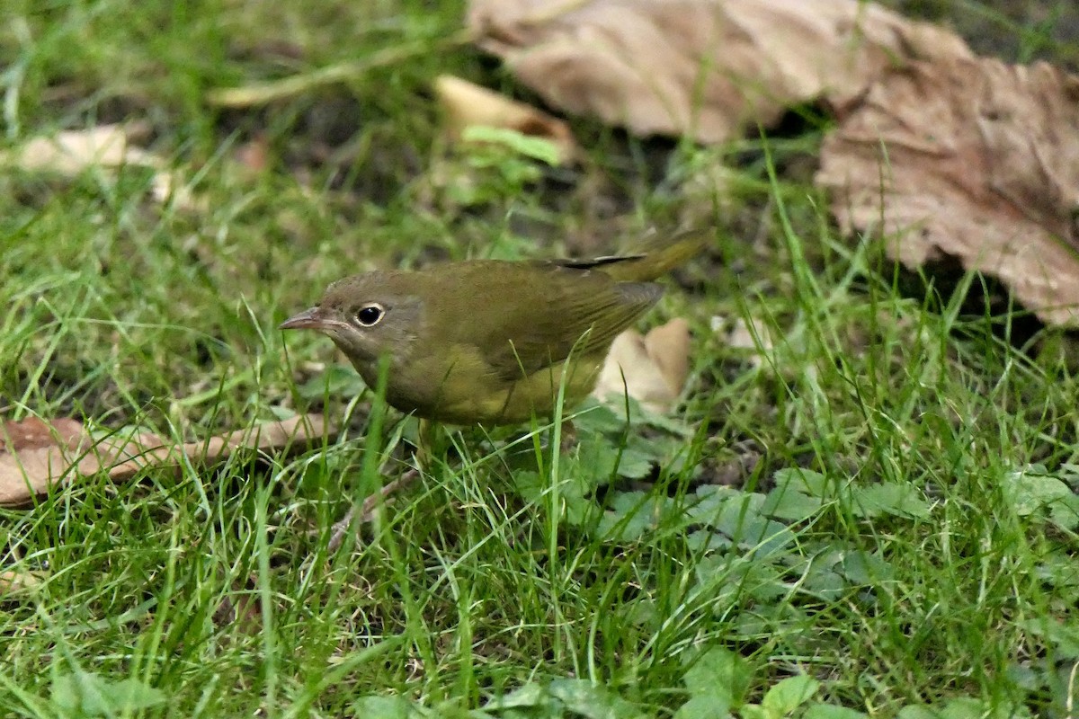 Connecticut Warbler - ML642691884