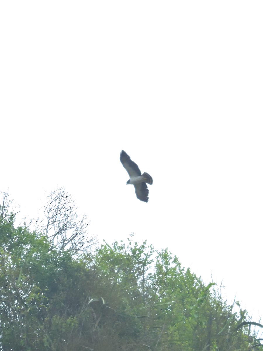 Short-tailed Hawk - ML642691889