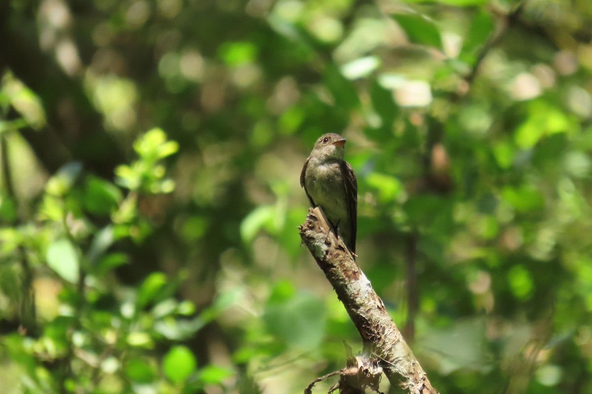 Eastern Wood-Pewee - ML642691890