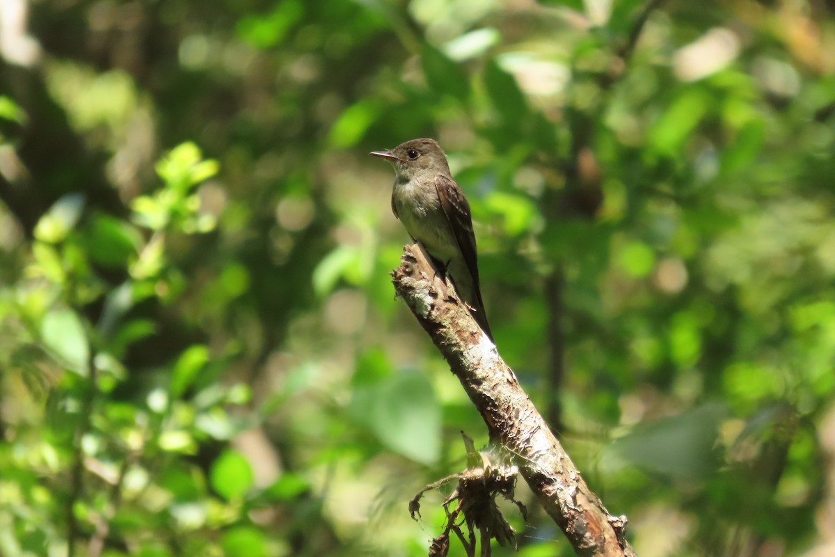 Eastern Wood-Pewee - ML642691891
