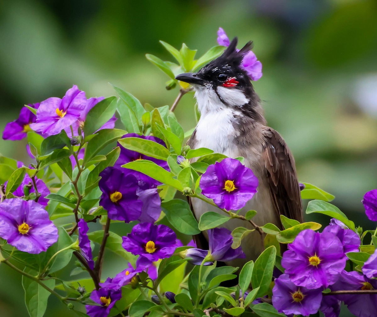 Bulbul masailgorria - ML642691892