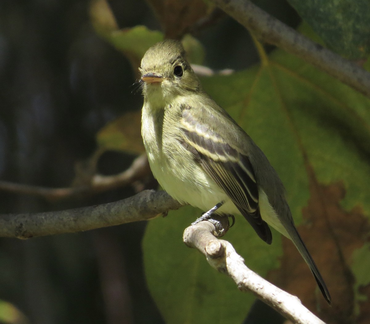 Western Flycatcher (Pacific-slope) - ML642691893