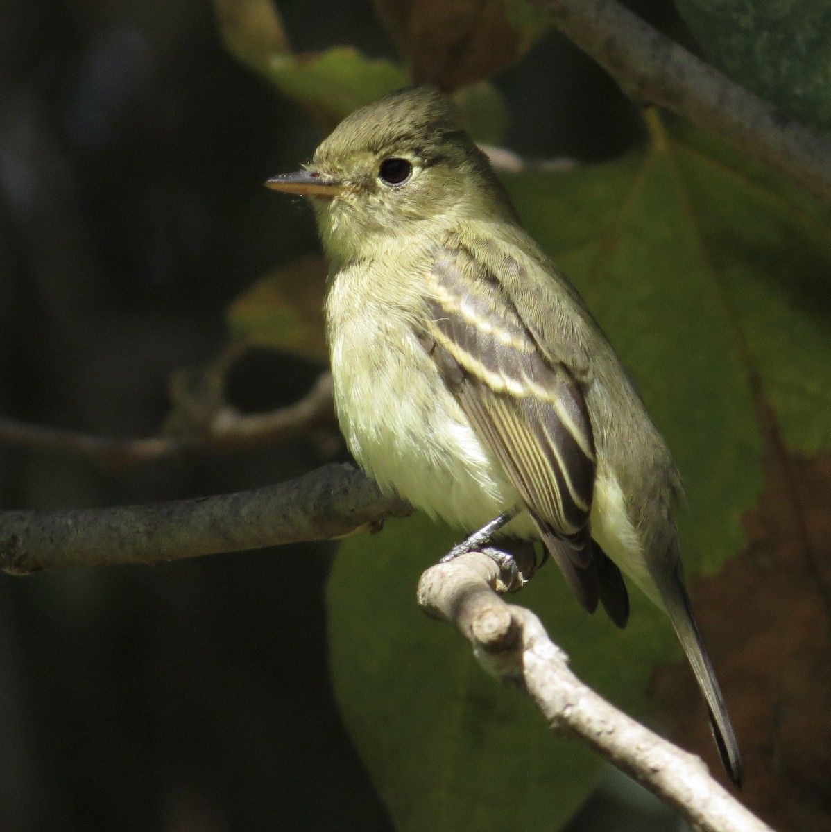 Western Flycatcher (Pacific-slope) - ML642691894