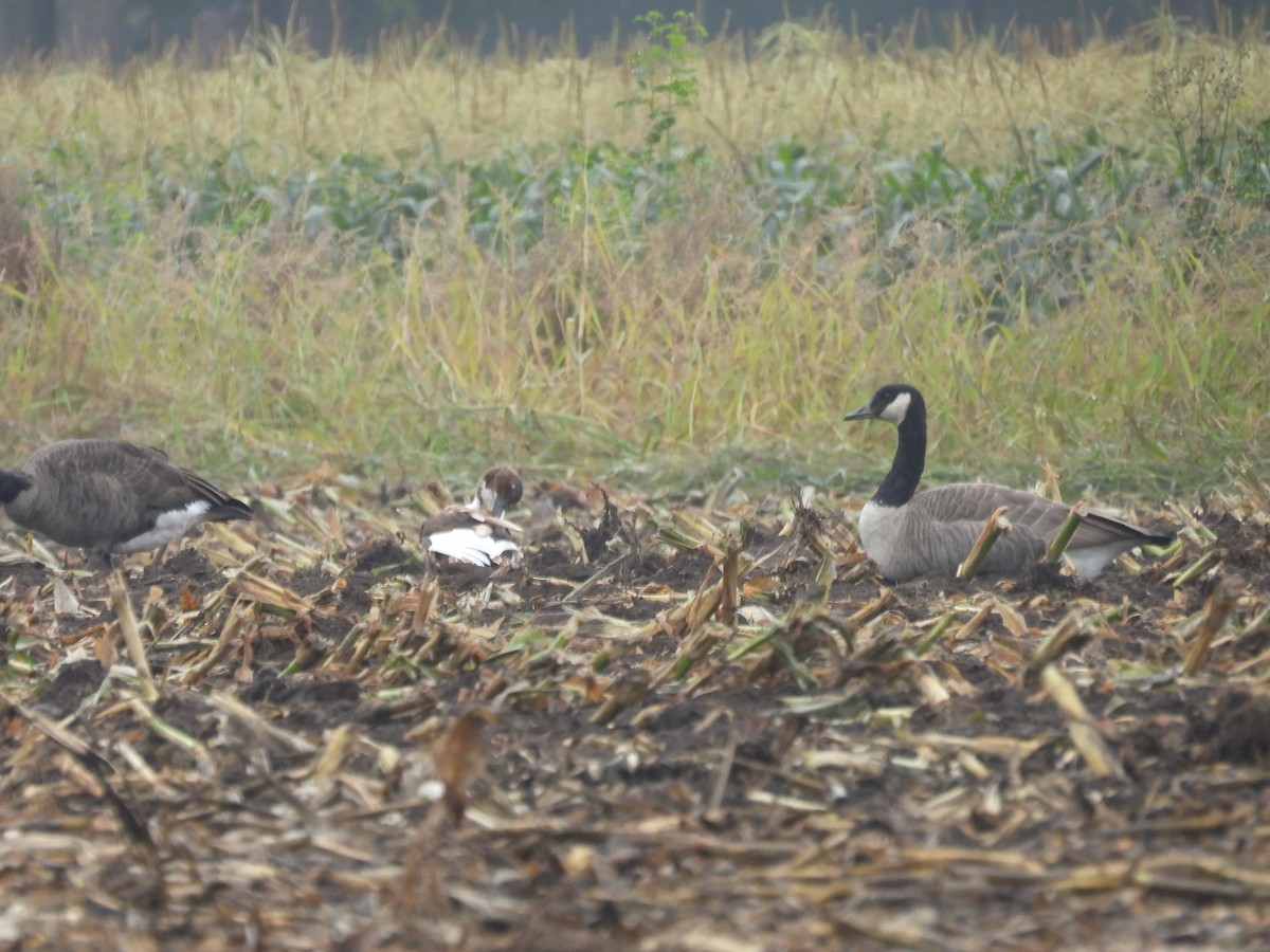 Mallard (Domestic type) - ML642691911