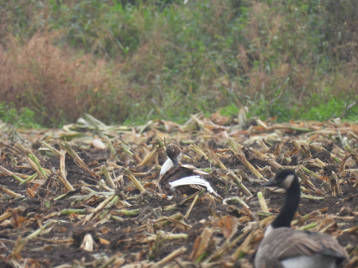 Mallard (Domestic type) - ML642691915