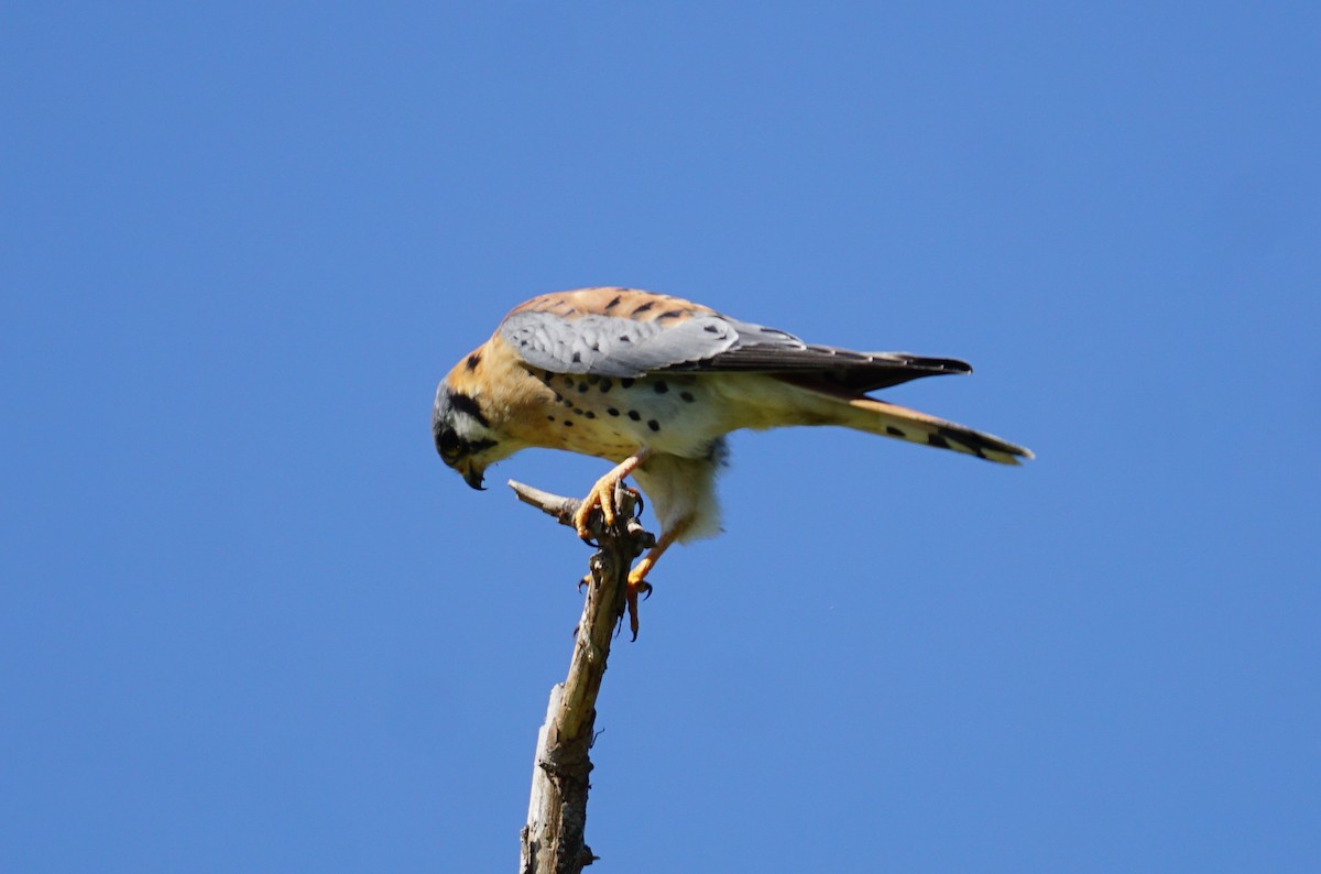 American Kestrel - ML642691918