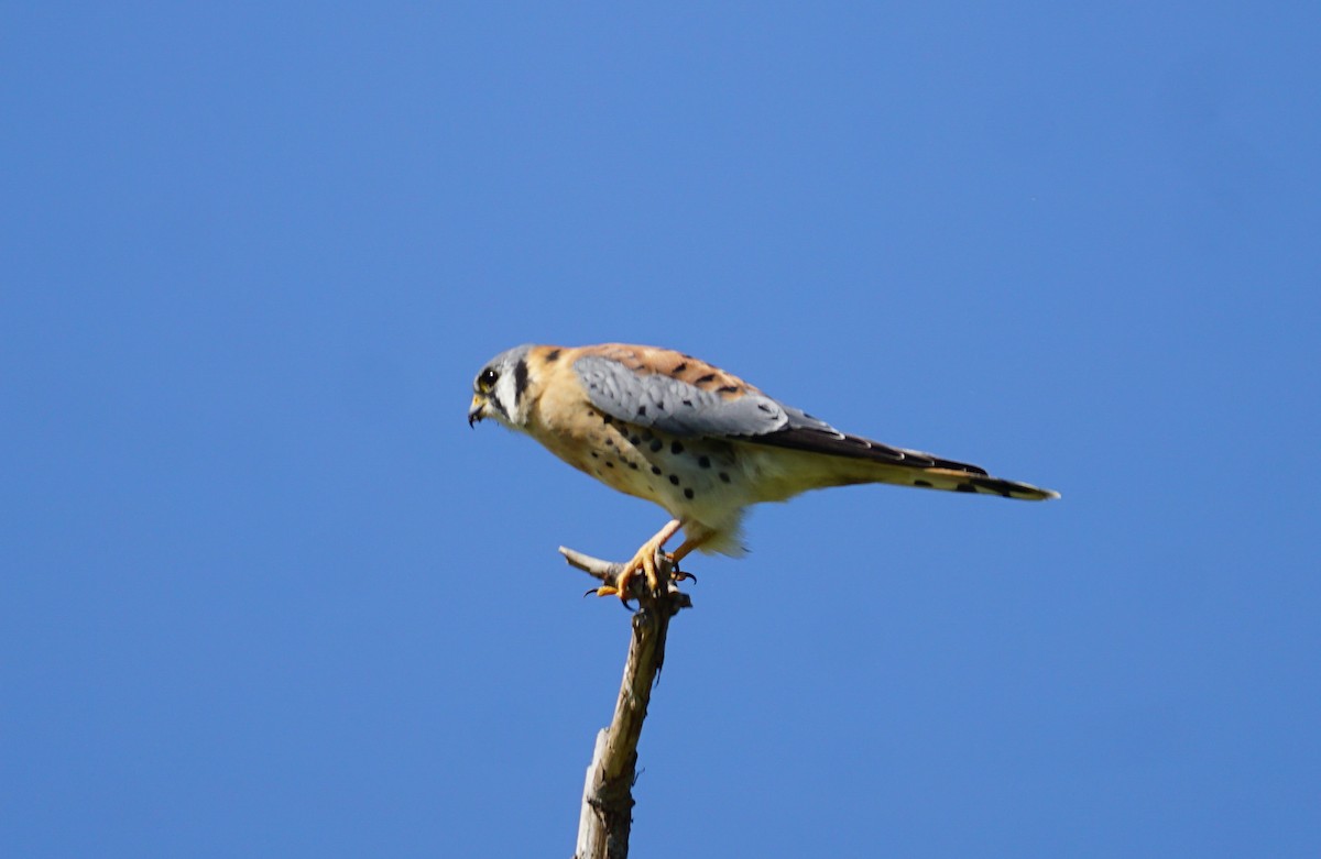 American Kestrel - ML642691919