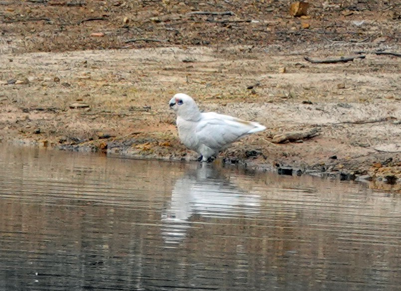 Little Corella - ML642691929