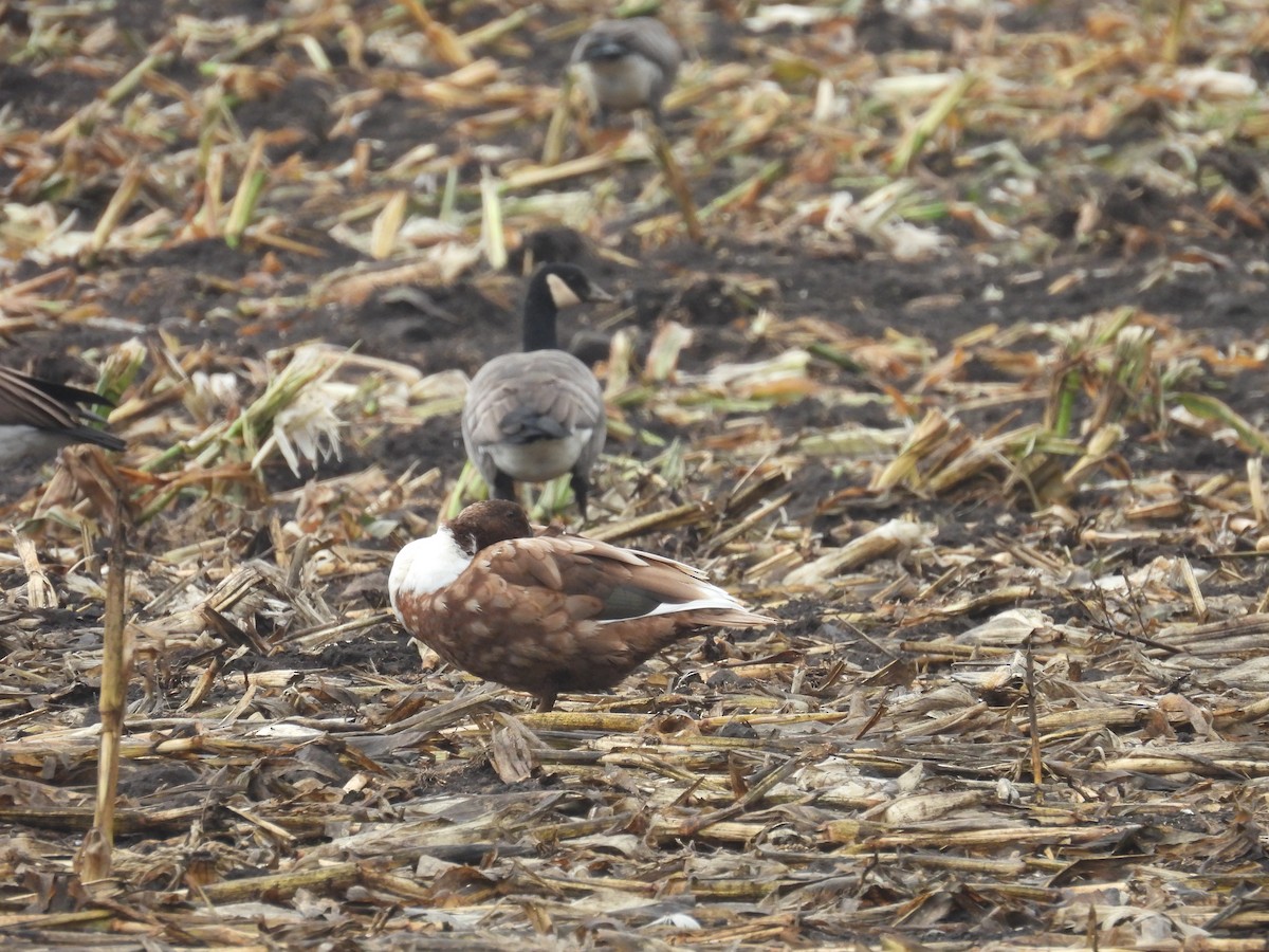 Mallard (Domestic type) - ML642691939