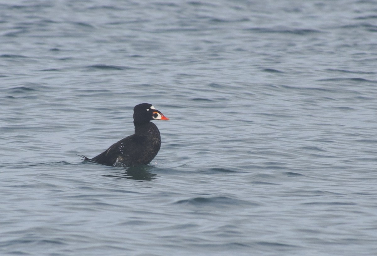 Surf Scoter - ML642691945