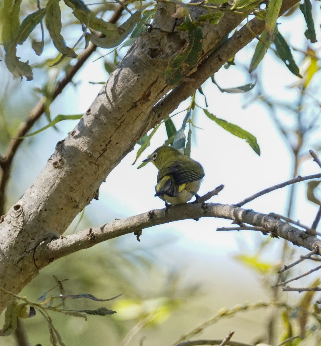 Swinhoebrillenvogel - ML642691946