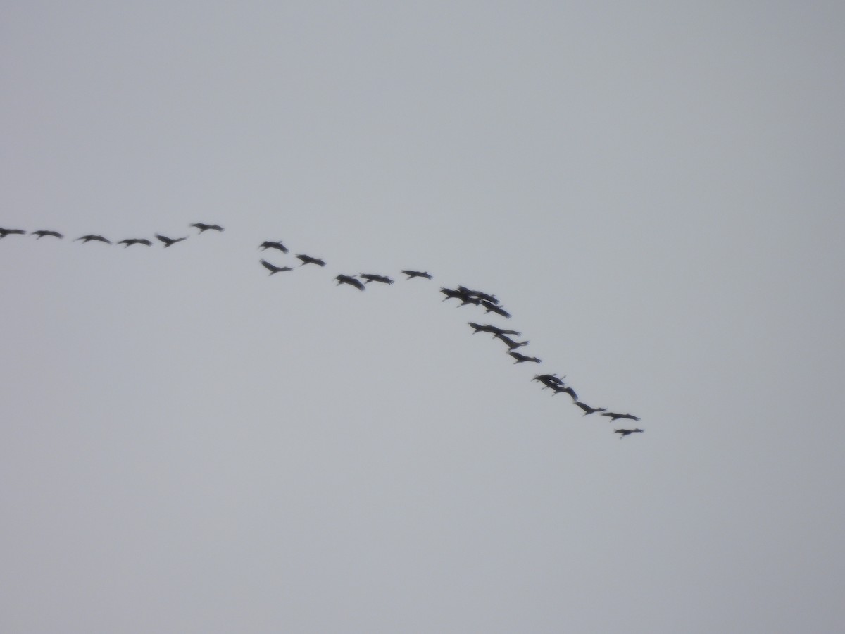 Sandhill Crane - ML642691954