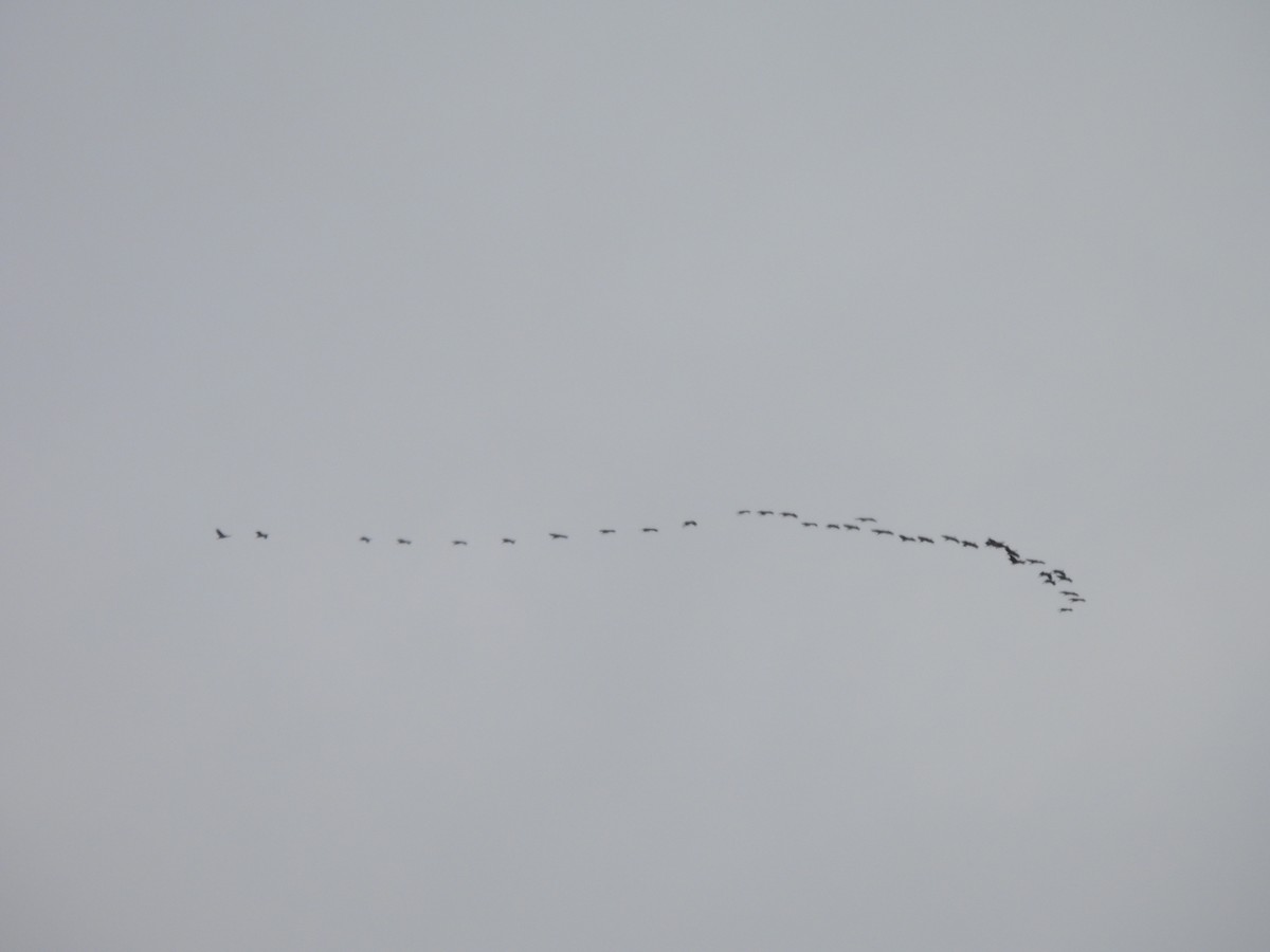 Sandhill Crane - ML642691955