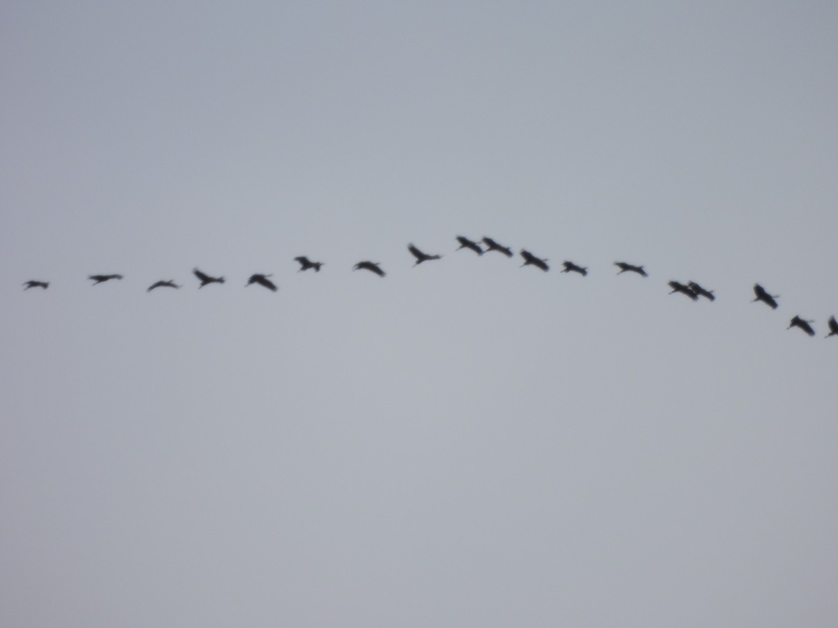 Sandhill Crane - ML642691956