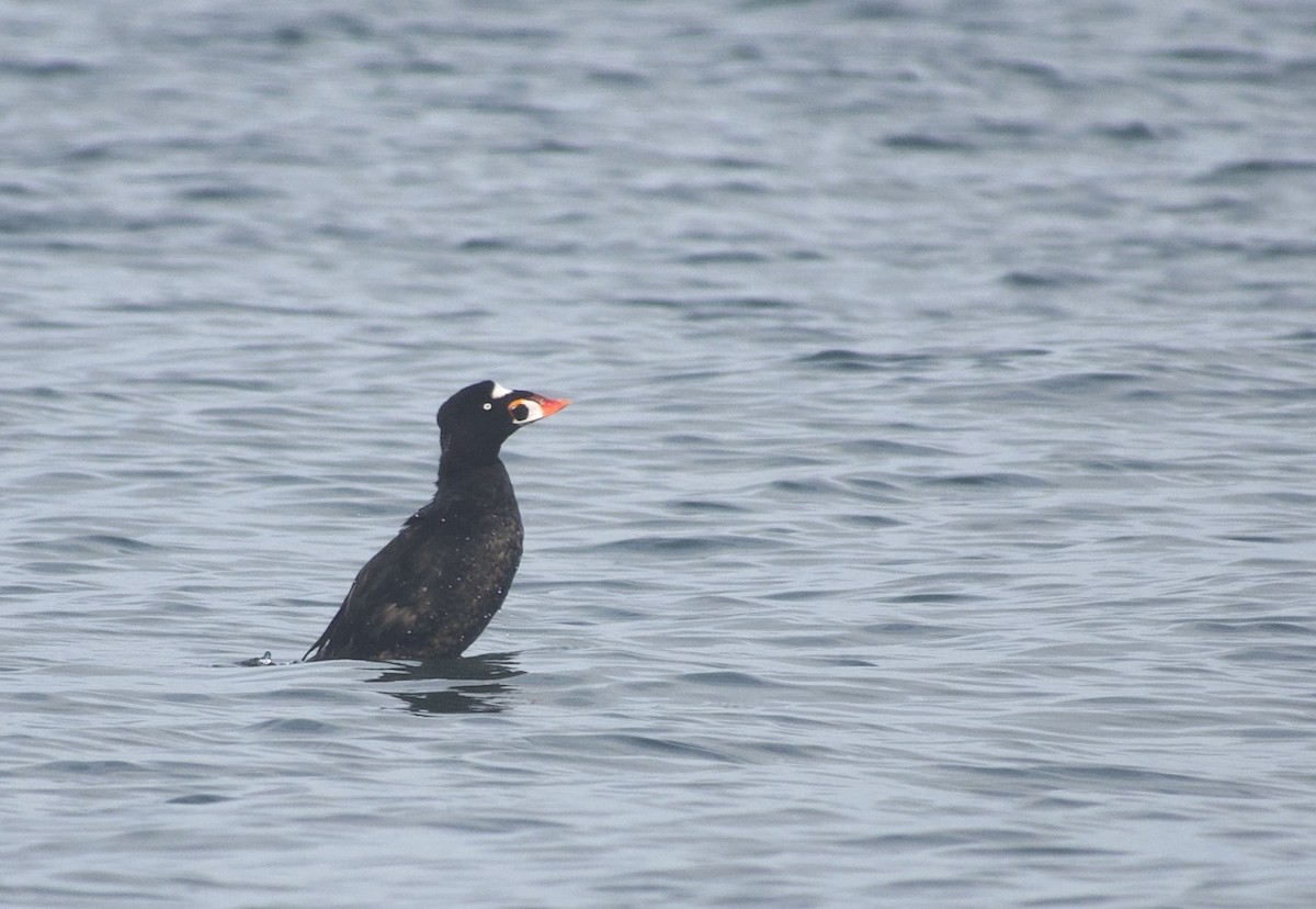 Surf Scoter - ML642691958
