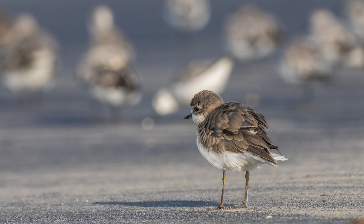 Tibetan Sand-Plover - ML642691959
