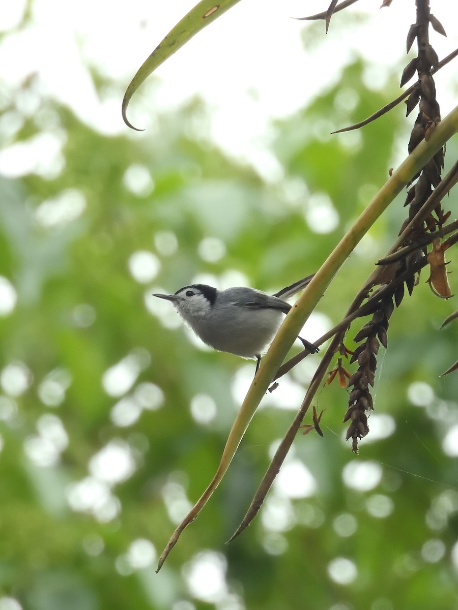 White-browed Gnatcatcher - ML642691961