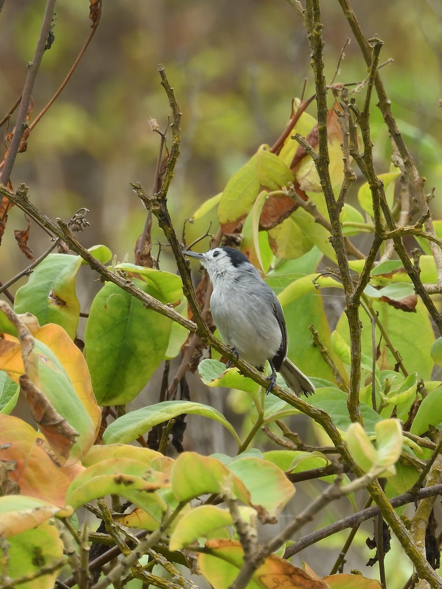 White-browed Gnatcatcher - ML642691962