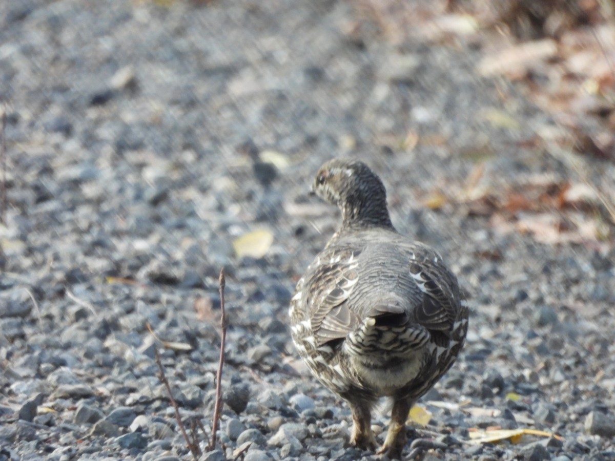 Spruce Grouse - ML642691964
