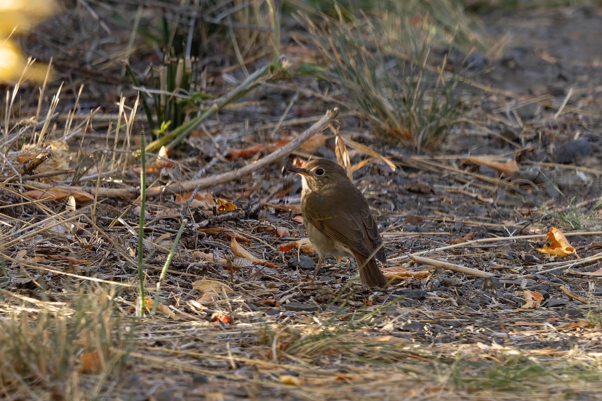 Hermit Thrush - ML642691965