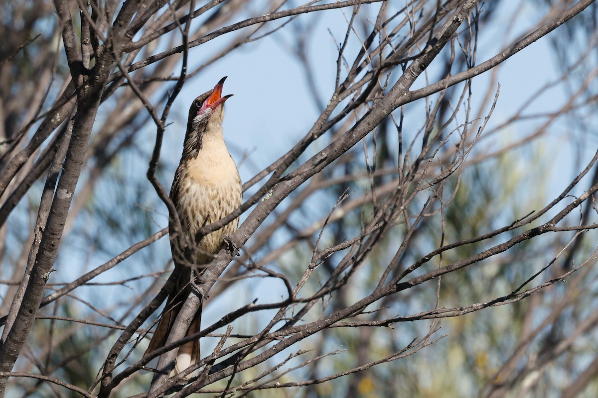 Spiny-cheeked Honeyeater - ML642691972
