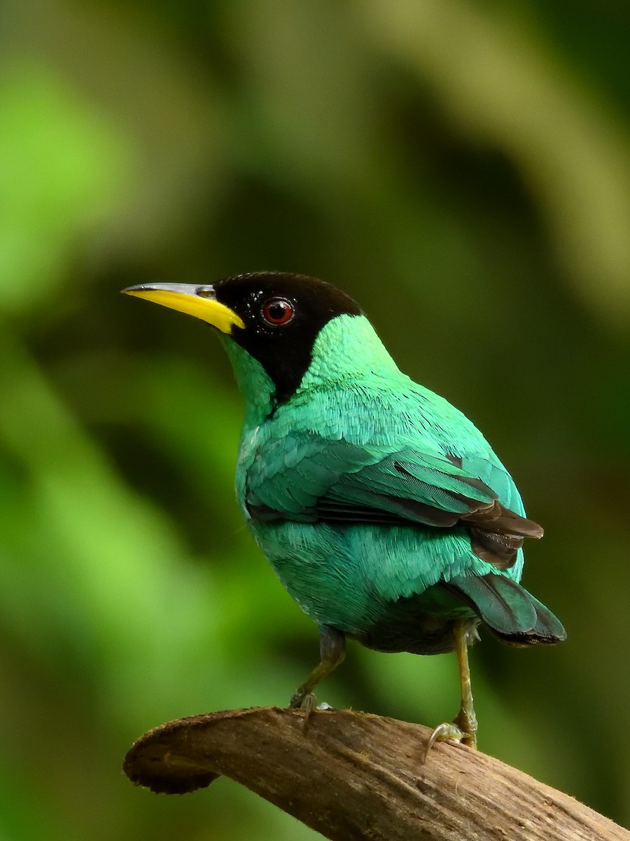 Green Honeycreeper - ML642691975