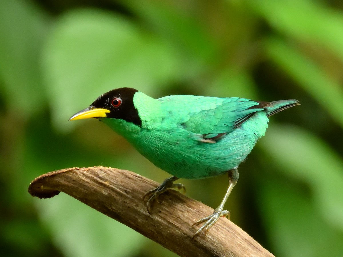 Green Honeycreeper - ML642691976