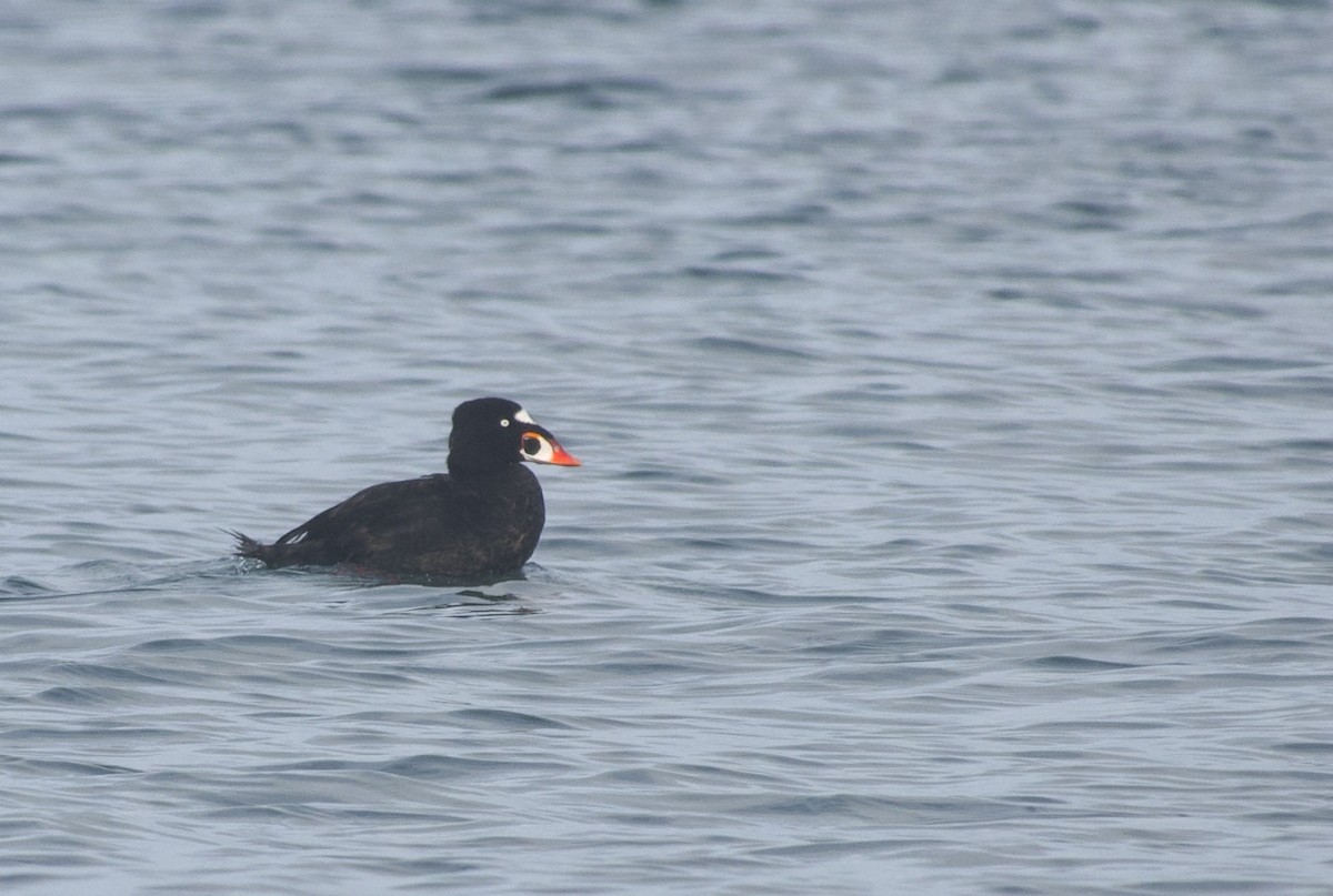 Surf Scoter - ML642691977