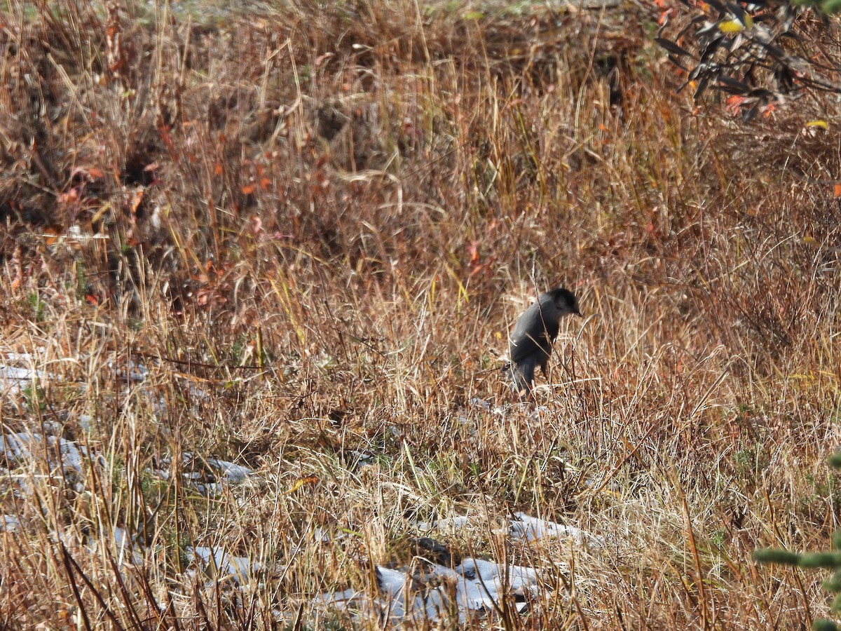 Canada Jay - ML642691983