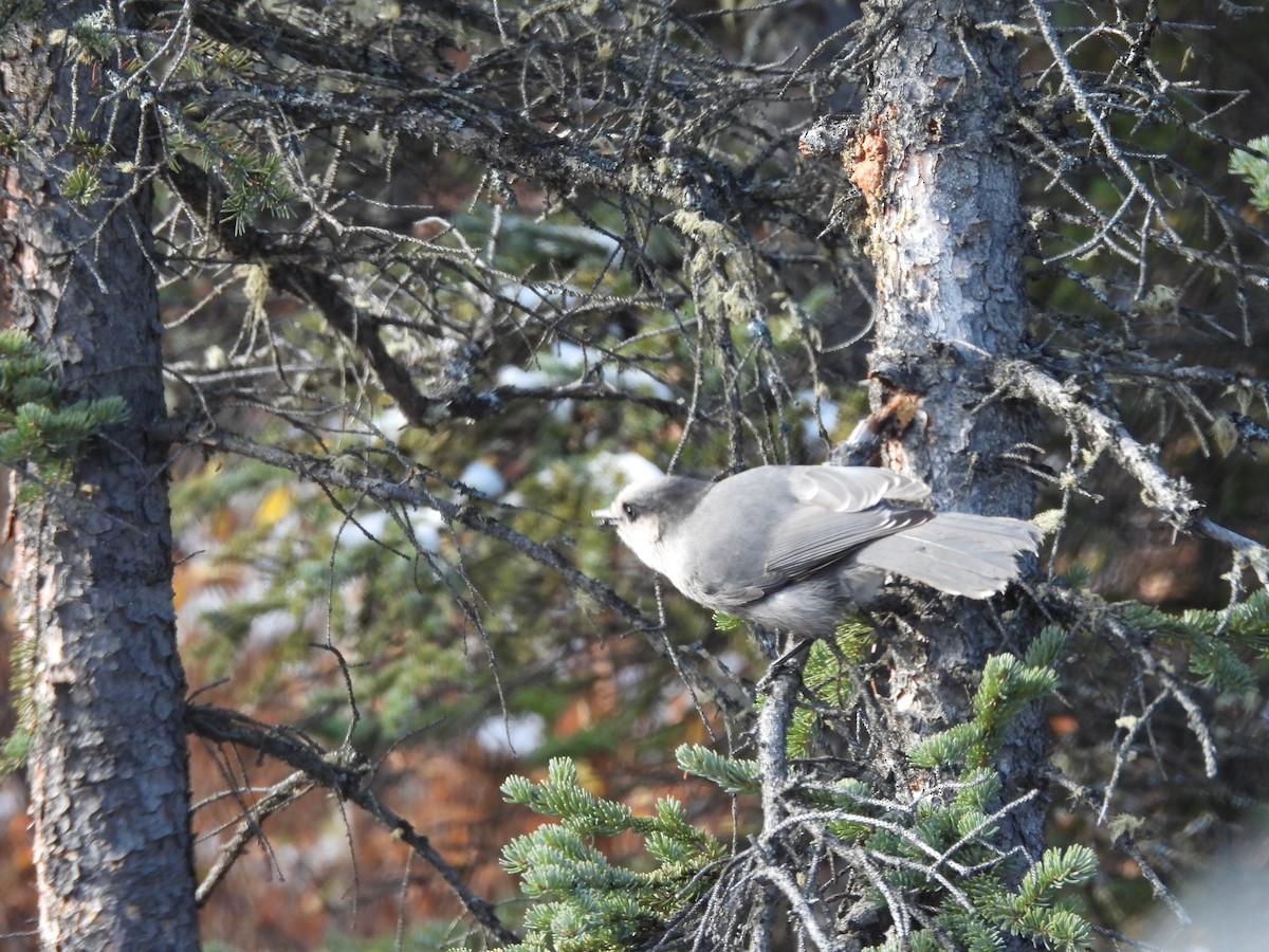 Canada Jay - ML642691985