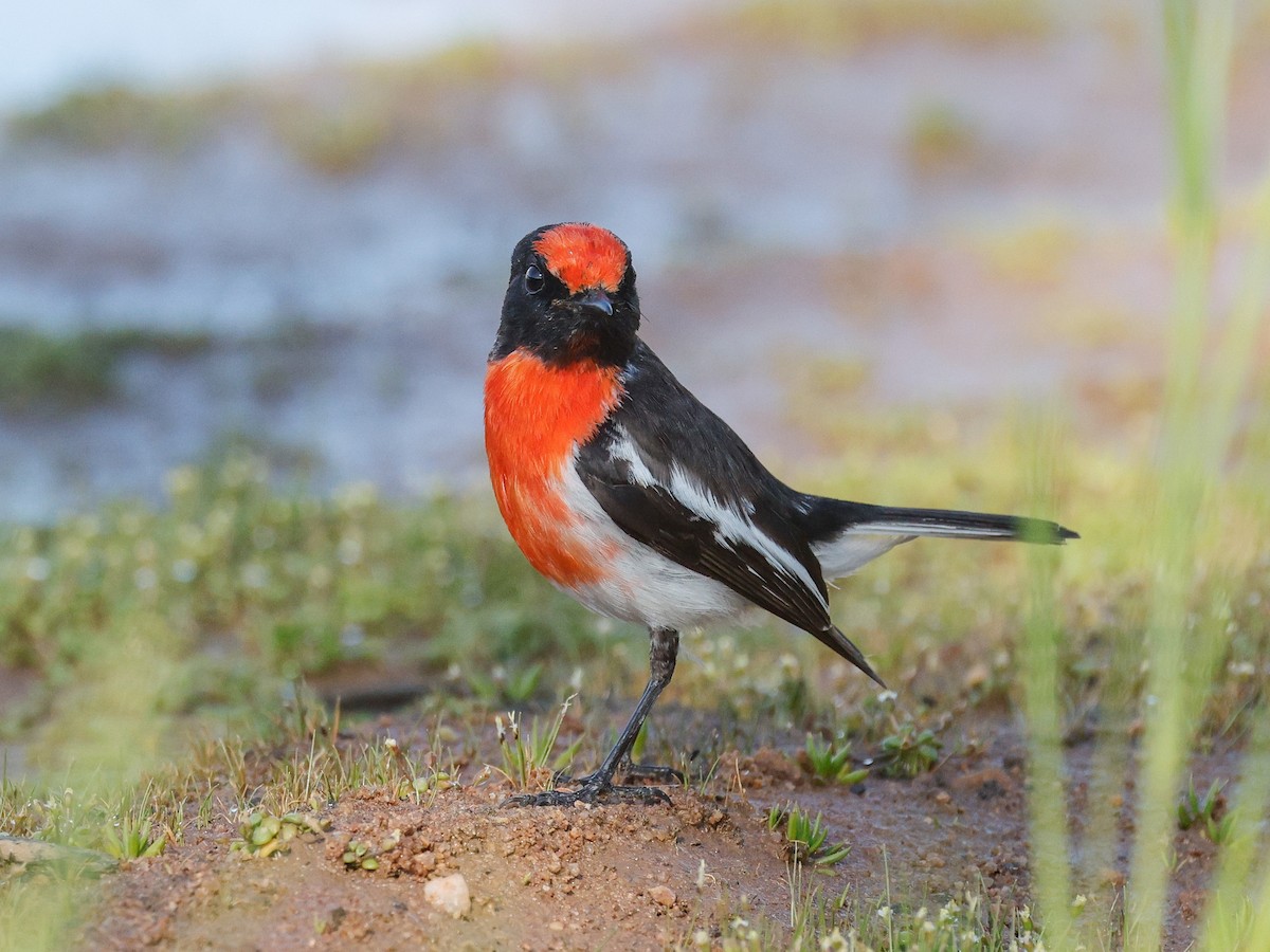 Red-capped Robin - ML642691999