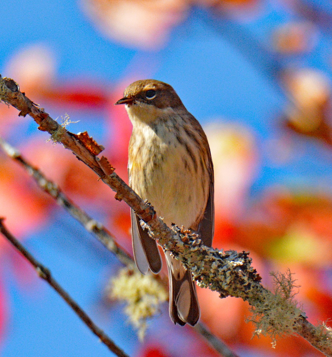 lesňáček žlutoskvrnný (ssp. coronata) - ML642692004
